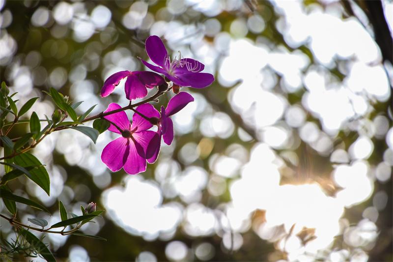 花(3)